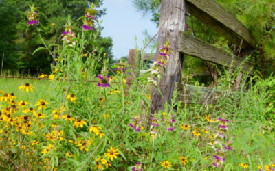 Celebrate Spring Along Flower Trails