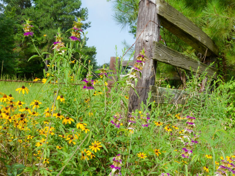 Celebrate Spring Along Flower Trails