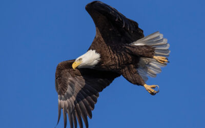 Get Ready for the Great Backyard Bird Count