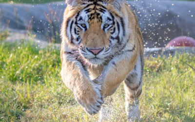 Animals Live Freely at Black Beauty Ranch