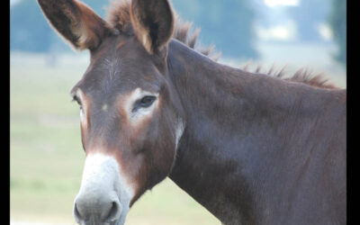 Black Beauty Ranch Recognized as America’s Largest Animal Sanctuary