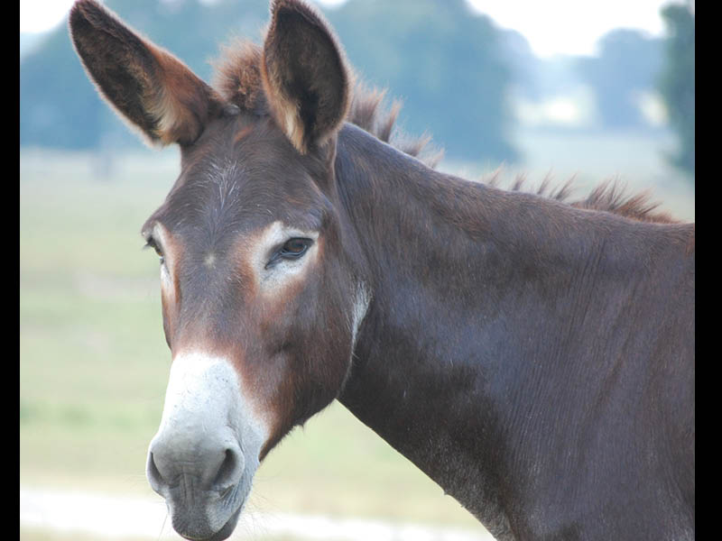 Black Beauty Ranch Recognized as America’s Largest Animal Sanctuary