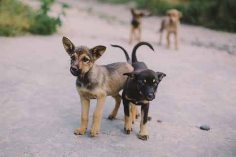 Borrowed Dogs Make Great Companions